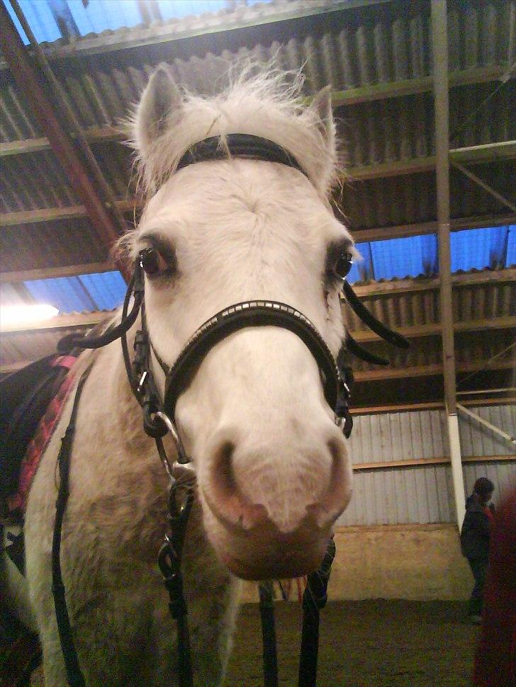 Welsh Mountain (sec A) Rumle billede 15