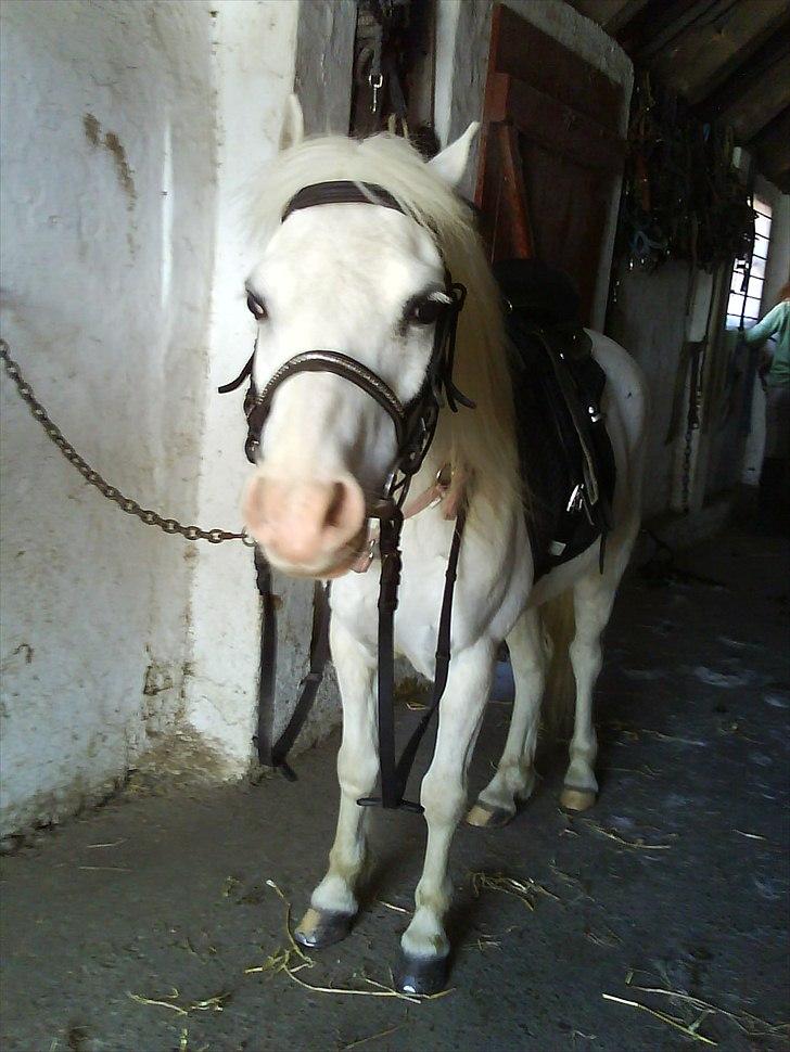 Welsh Mountain (sec A) Rumle billede 18