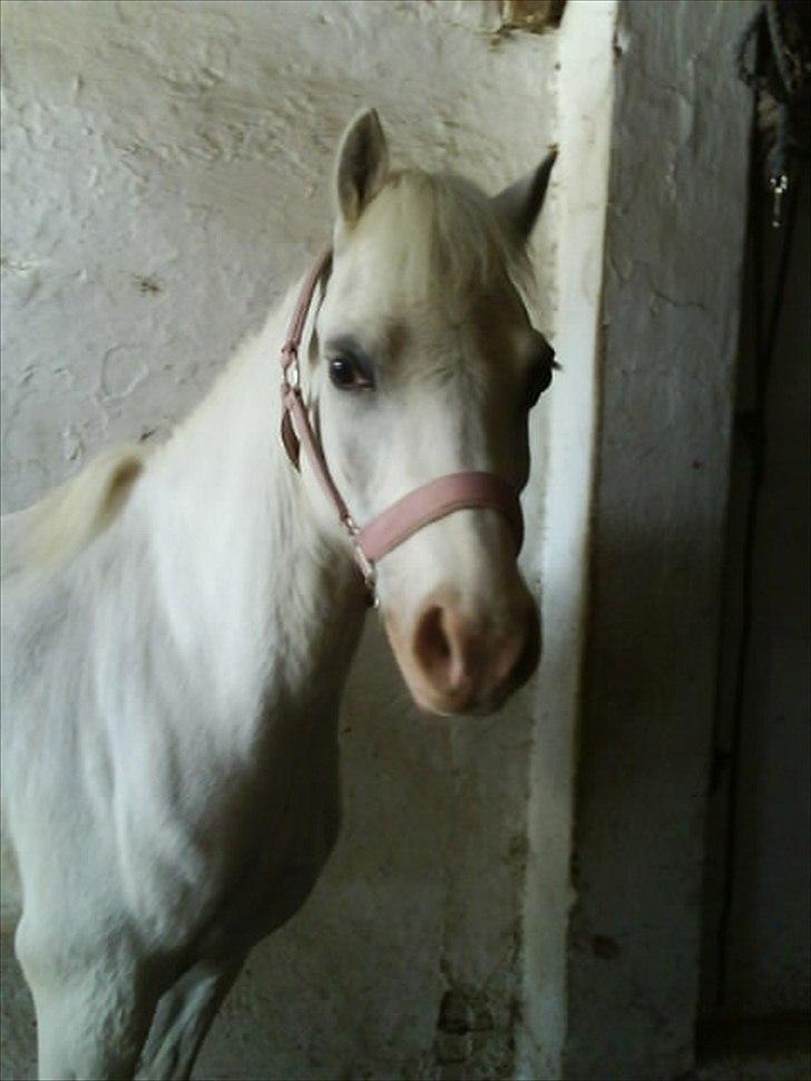 Welsh Mountain (sec A) Rumle billede 19