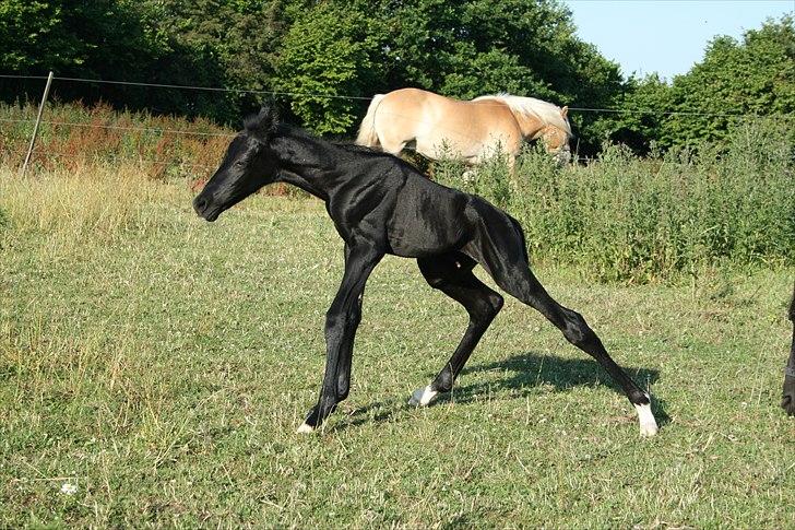 Anden særlig race Akeem - 2/ Få minutter gammel :D billede 2