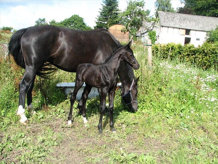 Anden særlig race Akeem - 3/ Flooootte dreng :D billede 3