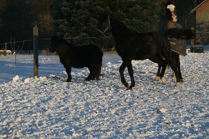 Anden særlig race Akeem - 6/ Lækker i sneen ^^ billede 6