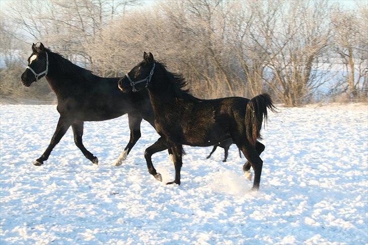 Anden særlig race Akeem - 7/ Løber lidt med mor xP billede 7