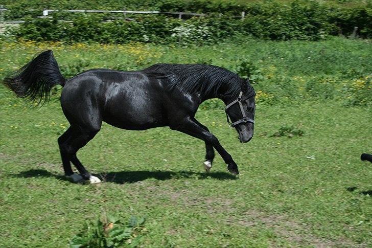Anden særlig race Akeem - 9/ Så spiller man lige smart igen x3 billede 9