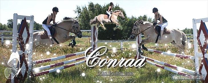 Fjordhest Conrad <3 billede 6