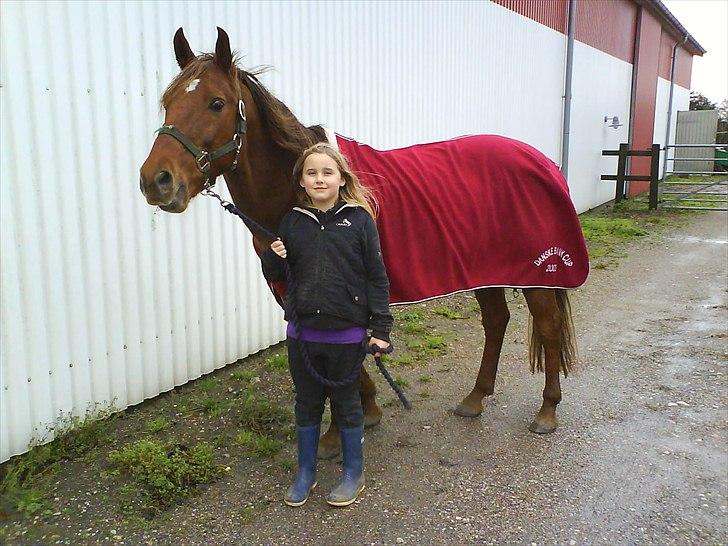 New Forest Vesterhedegårds Kir  - Kir og Emma  billede 1