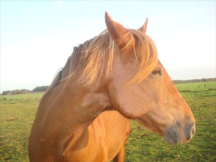 New Forest Vesterhedegårds Kir  billede 2