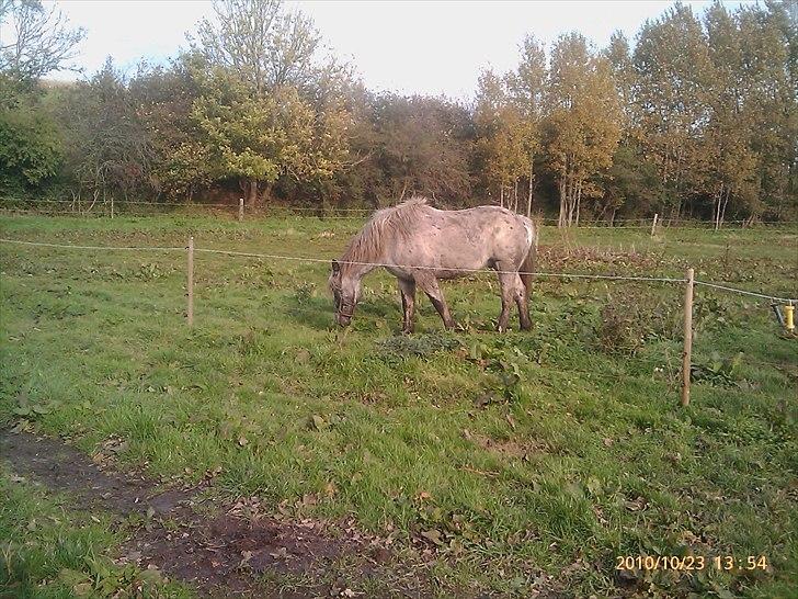 Noriker needles  - nope han er åbenbart grå ;)  billede 4