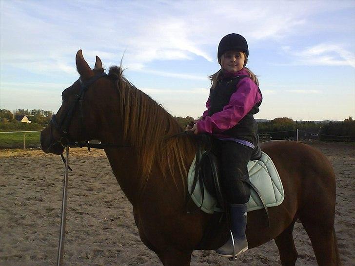 New Forest Vesterhedegårds Kir  - Oktober 2010 billede 3