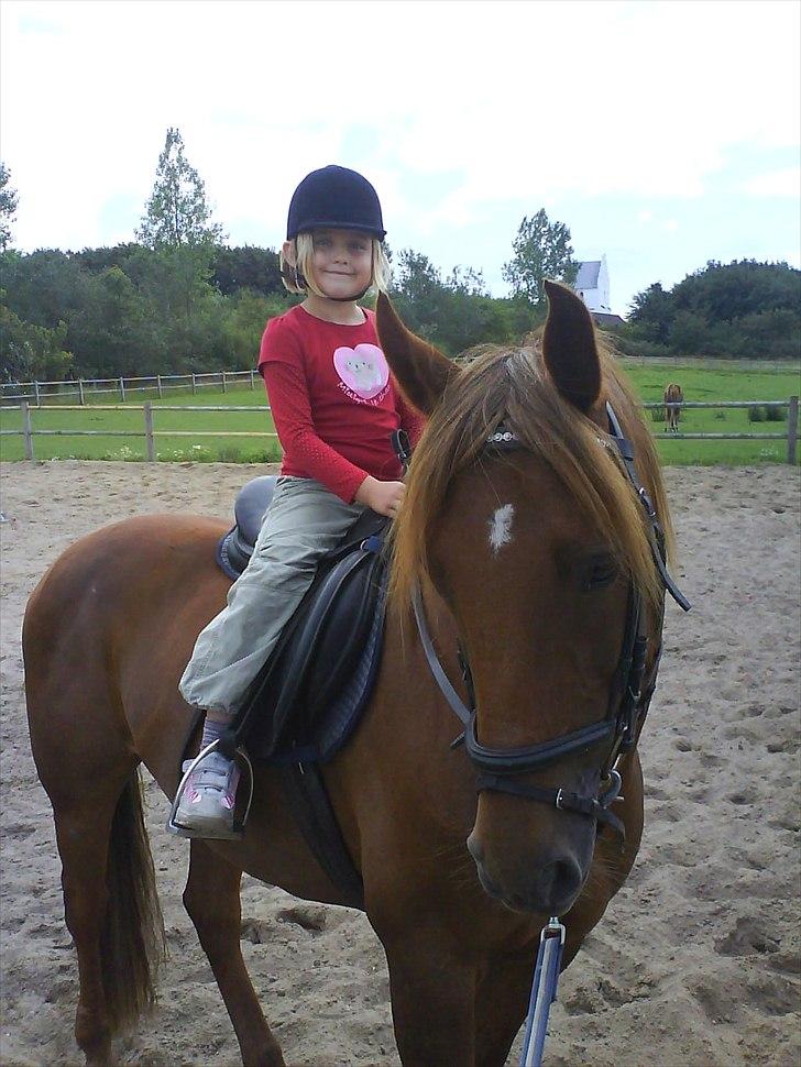 New Forest Vesterhedegårds Kir  billede 4