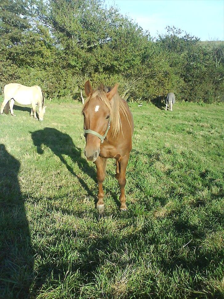 New Forest Vesterhedegårds Kir  - Oktober 2010 billede 5