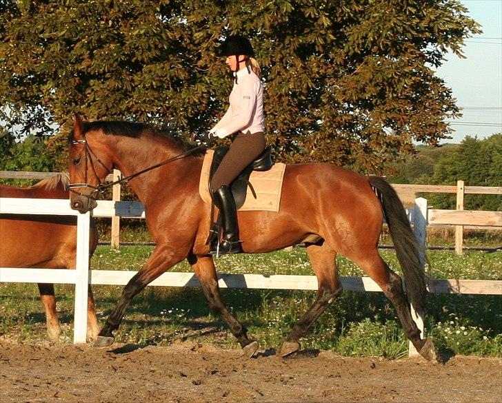 Dansk Varmblod Newman billede 13