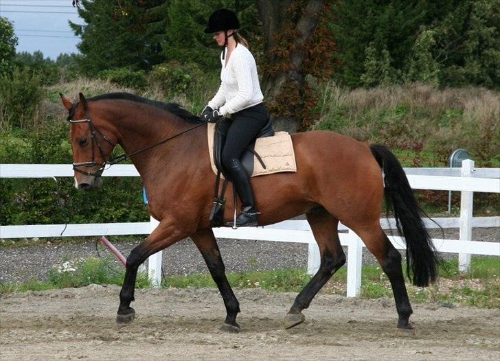 Dansk Varmblod Newman billede 14