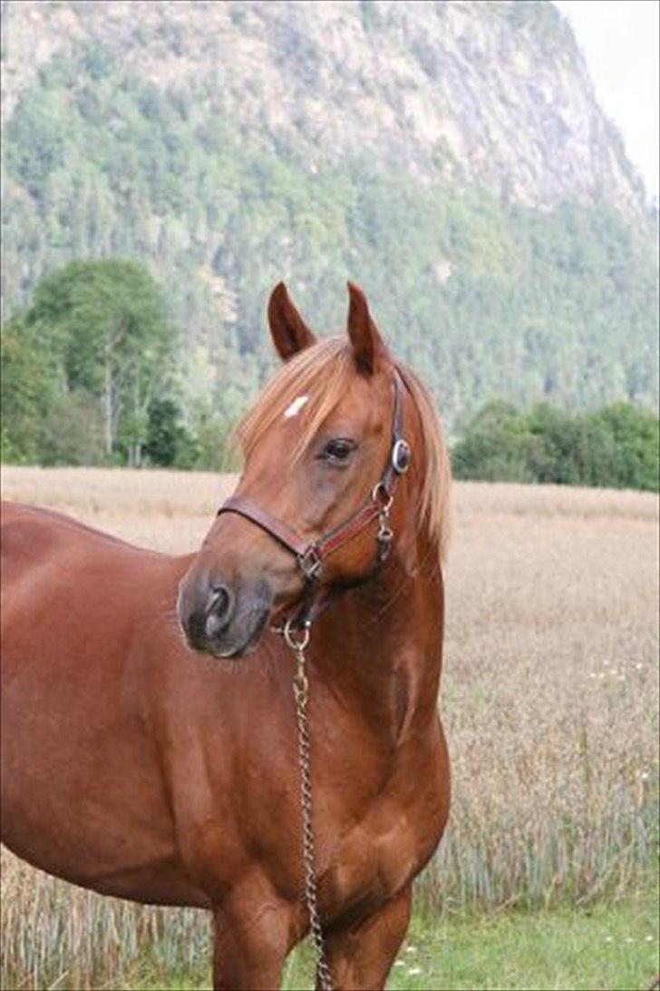 New Forest Vesterhedegårds Kir  - Fra Kirs yngre dage i Norge... billede 6
