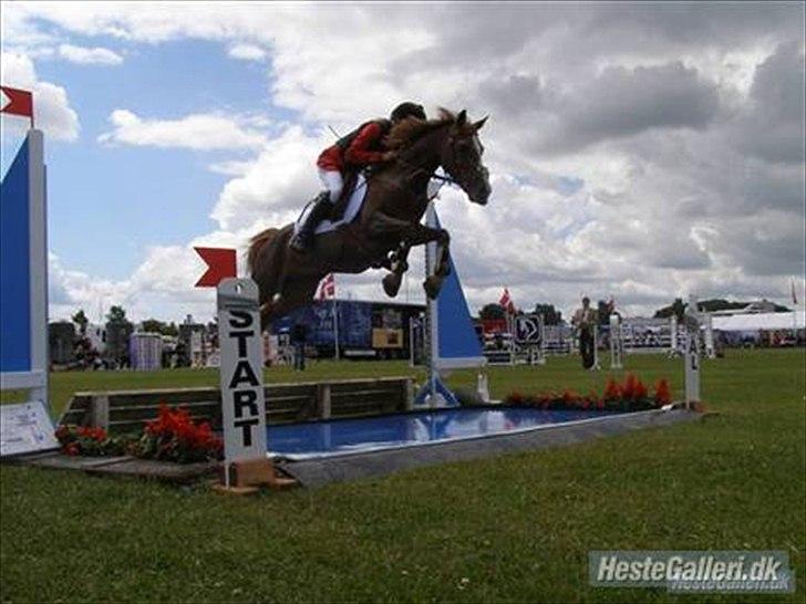 Anden særlig race Vestergårds La Chanta   - Til DM billede 3