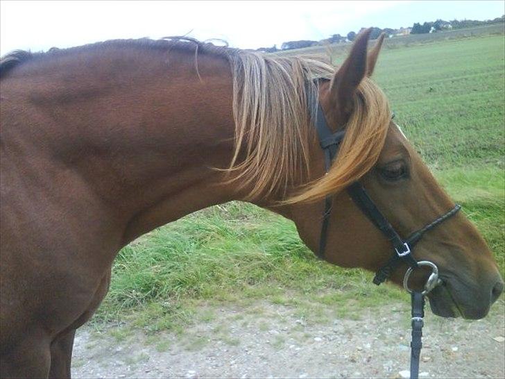 New Forest Vesterhedegårds Kir  - Man kan vel ikke gøre for at man har chaaaarme :)  billede 7