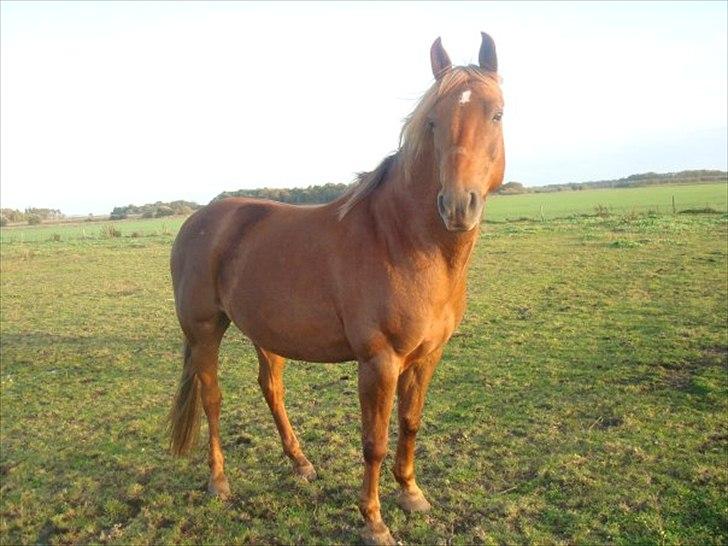 New Forest Vesterhedegårds Kir  billede 8