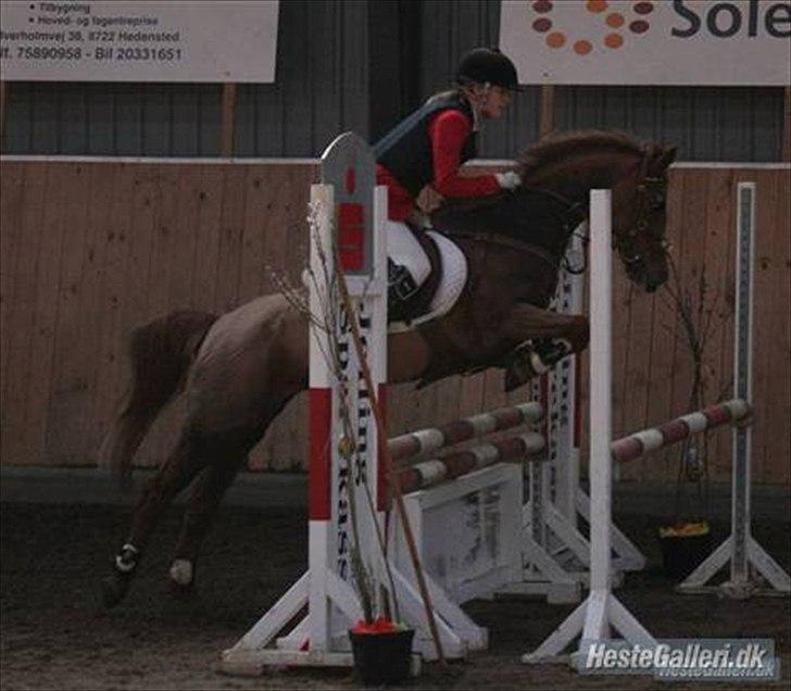 Anden særlig race Vestergårds La Chanta   - La Chanta<3 billede 4