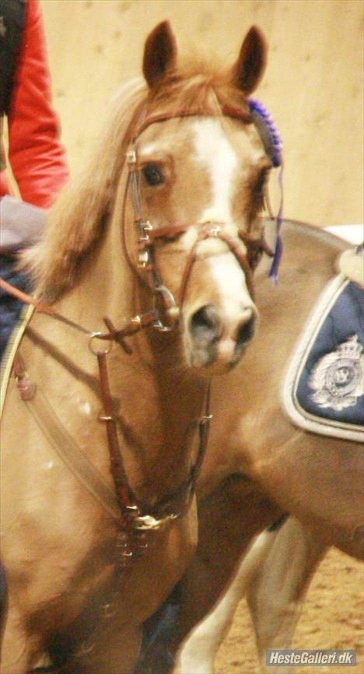 Anden særlig race Vestergårds La Chanta   billede 5