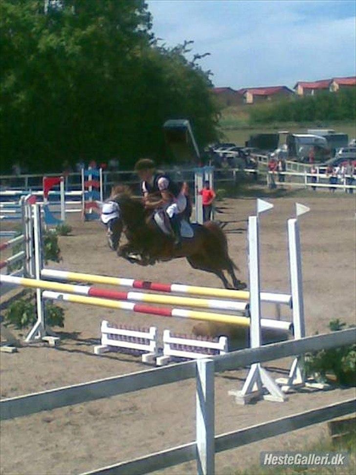 Anden særlig race Vestergårds La Chanta   - MB til sydjysk blev nummer 2! billede 6