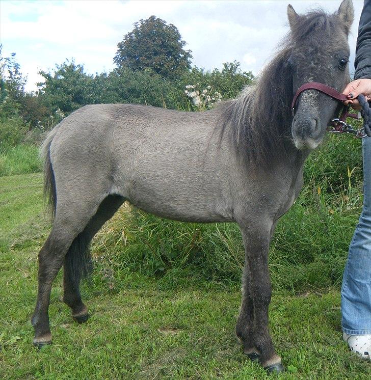 Anden særlig race Silver Chancé <3 R.I.P - Dagen efter jeg fik ham, det lykkedes for os at tage et billede hvor han ikke så alt for sølle ud  billede 6