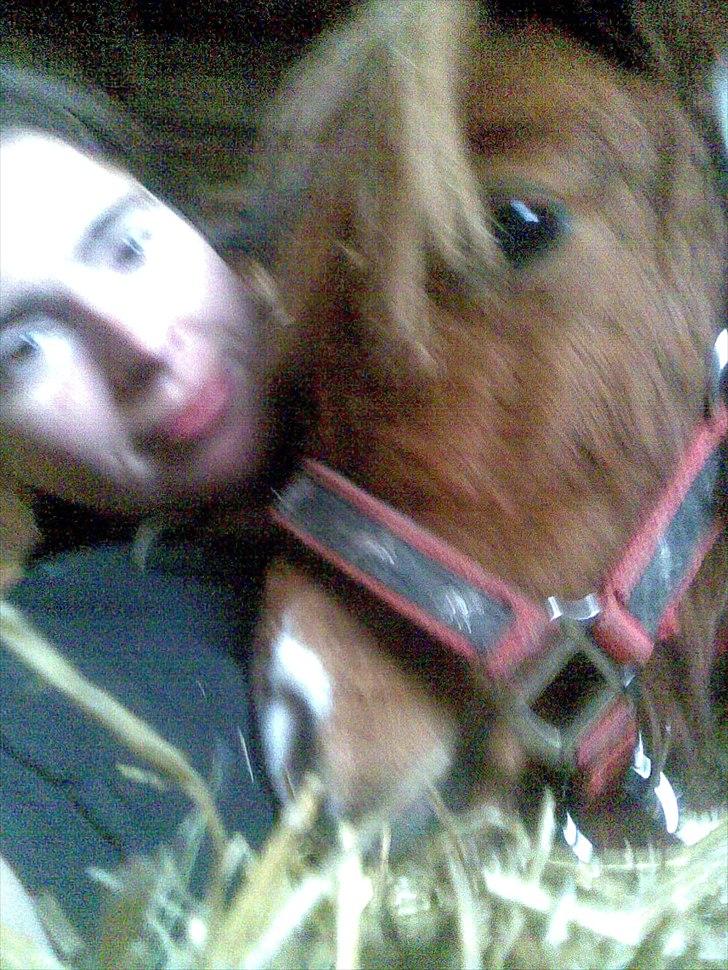 Shetlænder manse R.I.P. - vi ligger bedde to ned i boksen... han har lært at ligge sig på komando... hihi det er hyggeligt billede 14