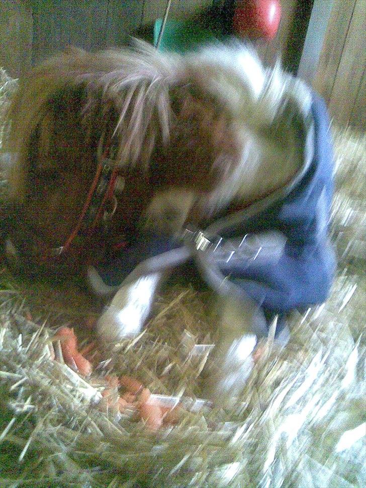 Shetlænder manse R.I.P. - her er han også blevet bedt om at ligge sig...og er ved at spise gulerødder som beløning... billede 15