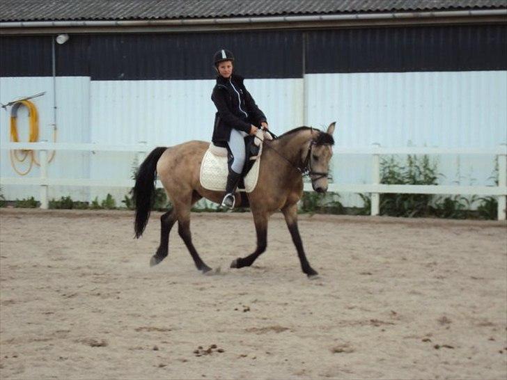 Anden særlig race Chiano :-) <3 solgt! - 15. Dressur :-) du er bare blevet såå god *-; <3 foto; EMR-foto billede 13