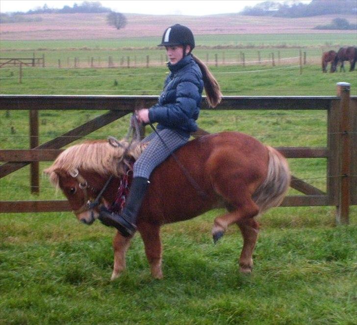 Shetlænder Bamse billede 11