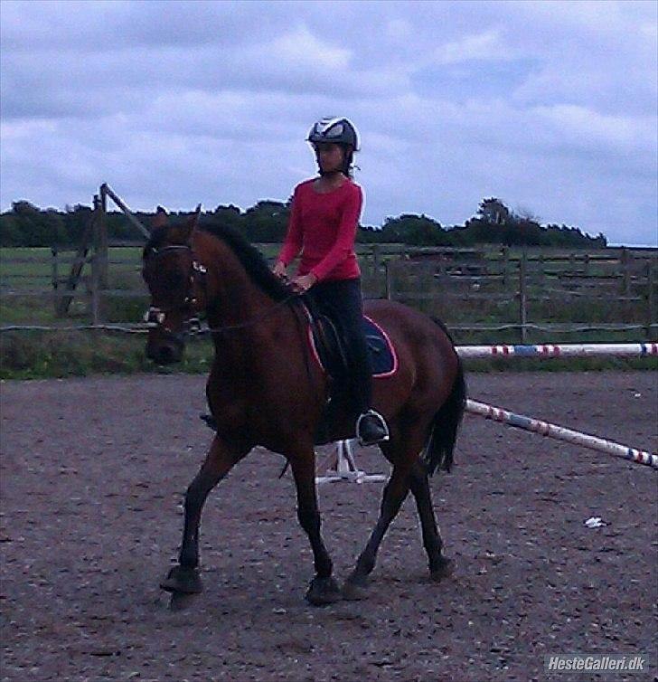 Hollandsk Sportspony Timon R.I.P. I love u!!!! - Første gang da jeg prøvede ham :) sorry kvaliteten taget fra mobil... foto: Jazzie billede 20