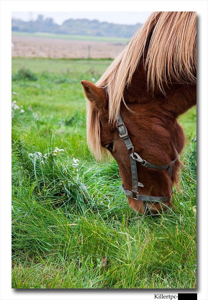 Islænder Baldur Petit billede 19
