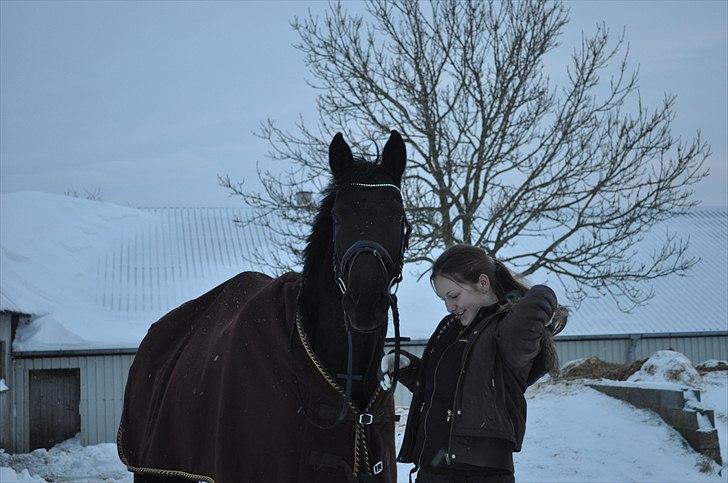 Hannoveraner Wivana R - Fotograf: Emma Raun. billede 4