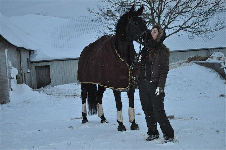 Hannoveraner Wivana R - Du er simpelthen noget af det dejligste i verden tullehest :-) Fotograf: Emma Raun. billede 5