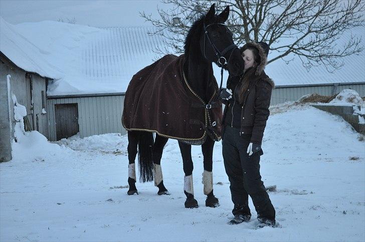 Hannoveraner Wivana R - Søde mule.. Fotograf: Emma Raun. billede 6
