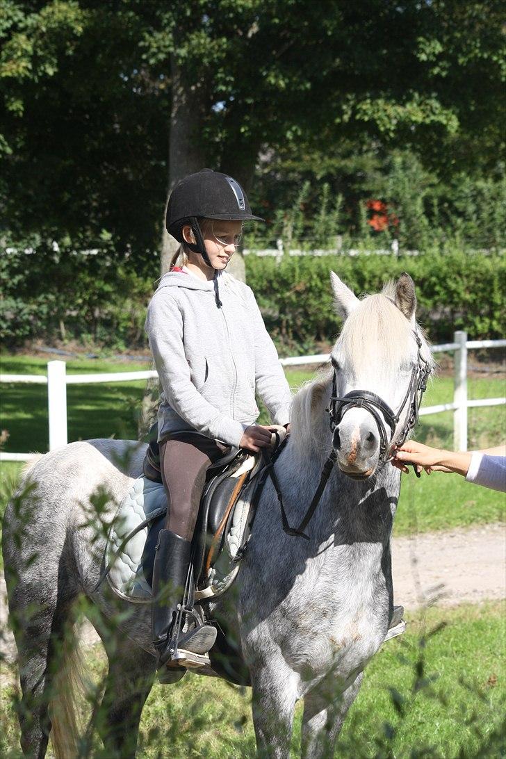 Welsh Pony (sec B) | SABINE *SOLGT* - oppe ved den sødest dressur underviser billede 10