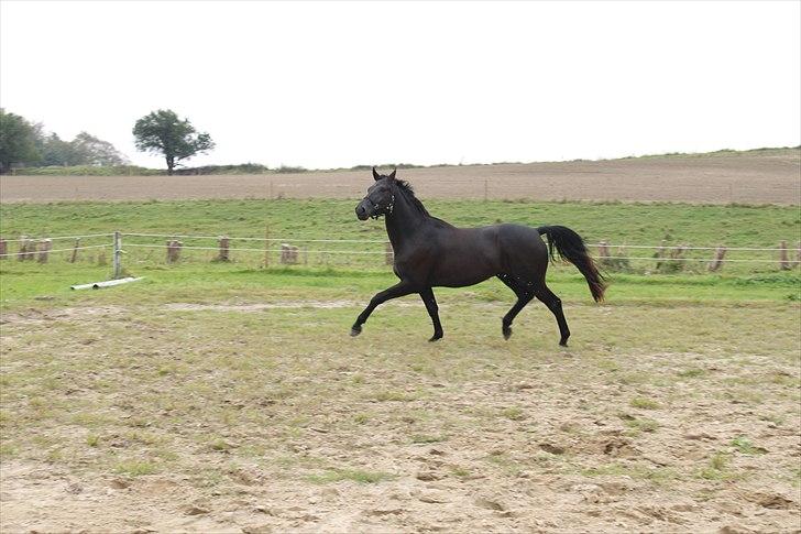 Dansk Varmblod Honduraz Firfod billede 10