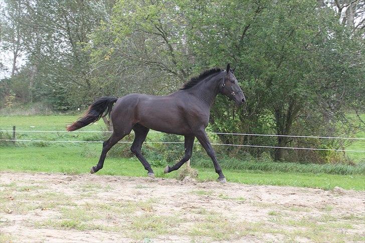 Dansk Varmblod Honduraz Firfod billede 11