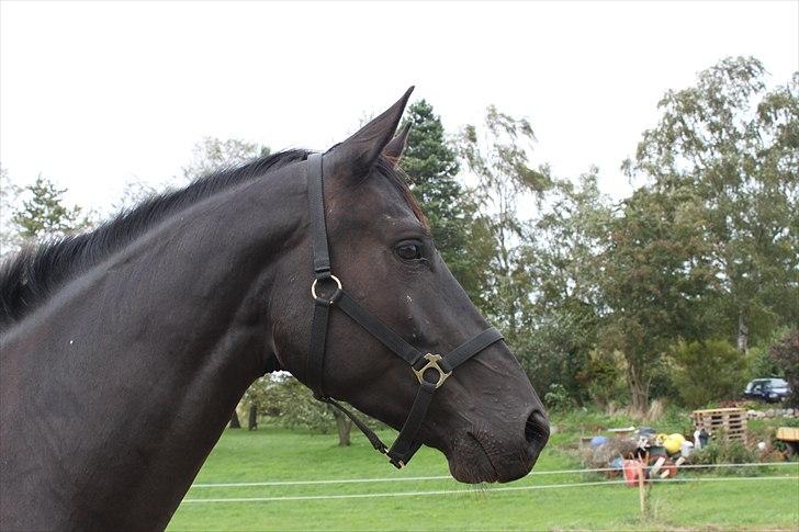 Dansk Varmblod Honduraz Firfod billede 13