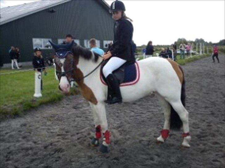 Anden særlig race Ebony's Surprise SOLGT - Stævne <3 Hun var fantastisk! billede 14