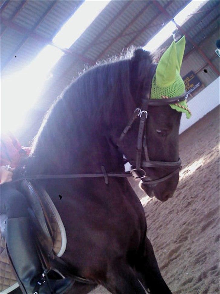 Anden særlig race Beauty part - du er mit et og alt.! billede 10