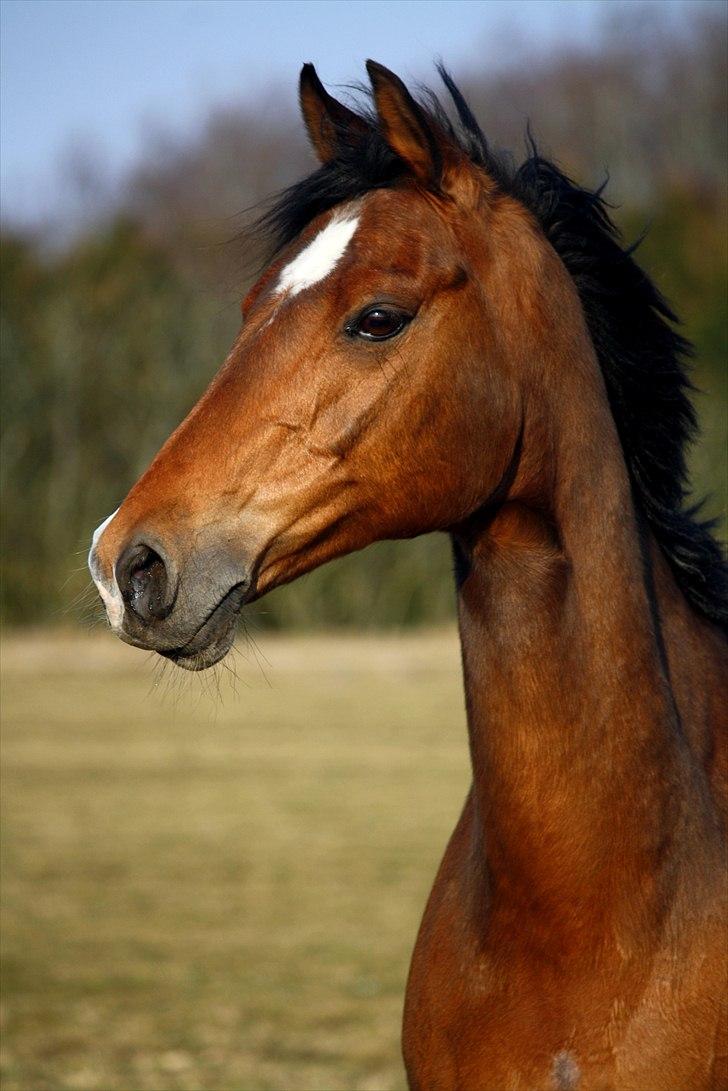 Tysk Sportspony Baron <3 solgt billede 1