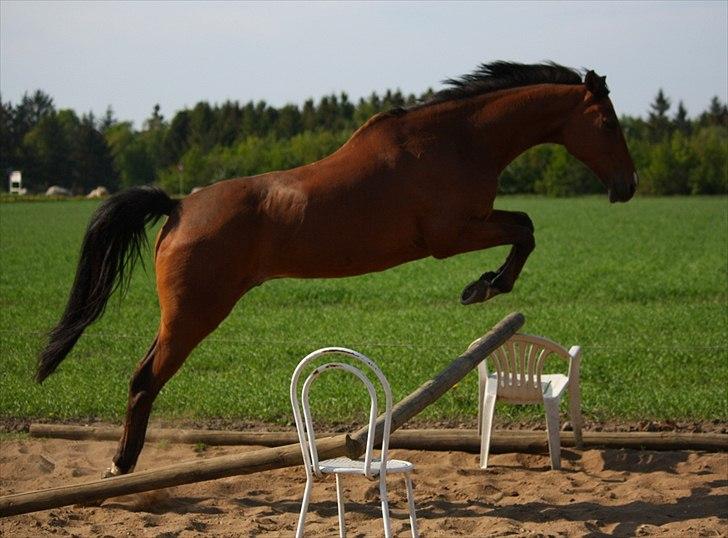 Tysk Sportspony Baron <3 solgt - Min lille Baby hopper :D ´ca. 1 meter´ (Fotograf Mig :D ) billede 2