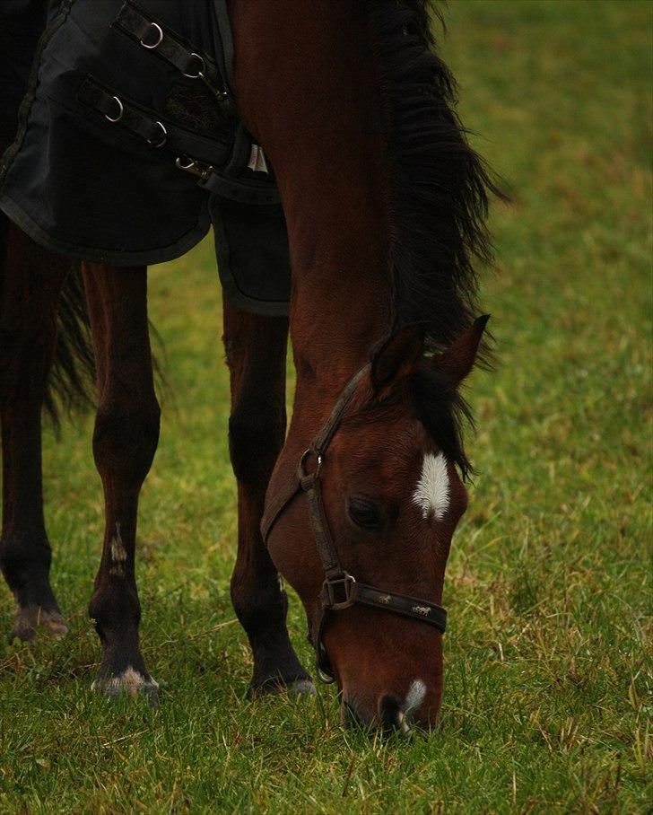 Tysk Sportspony Baron <3 solgt - (Fotograf Mig :D ) billede 3