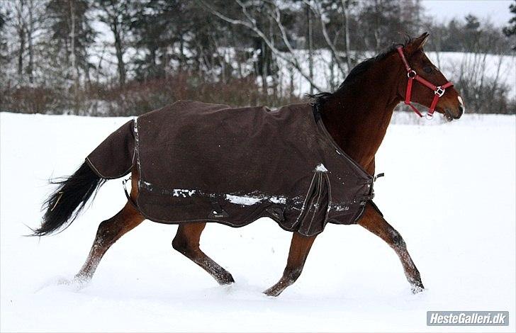 Tysk Sportspony Baron <3 solgt - (Fotograf Mig :D ) billede 4