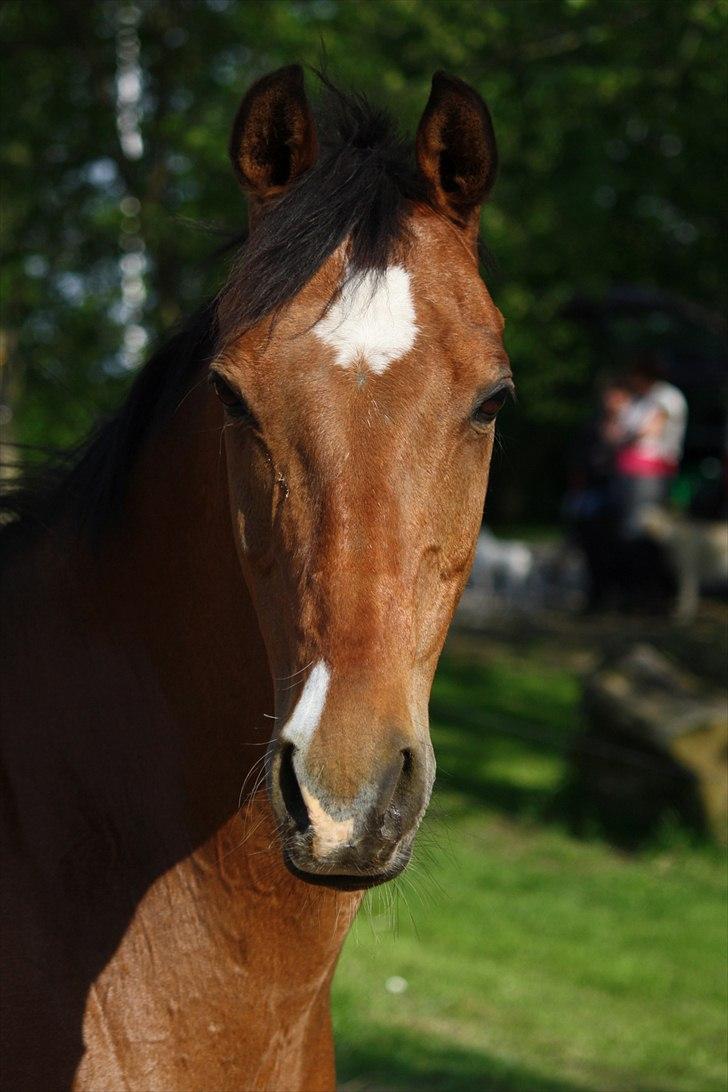 Tysk Sportspony Baron <3 solgt - (Fotograf Mig :D ) billede 5