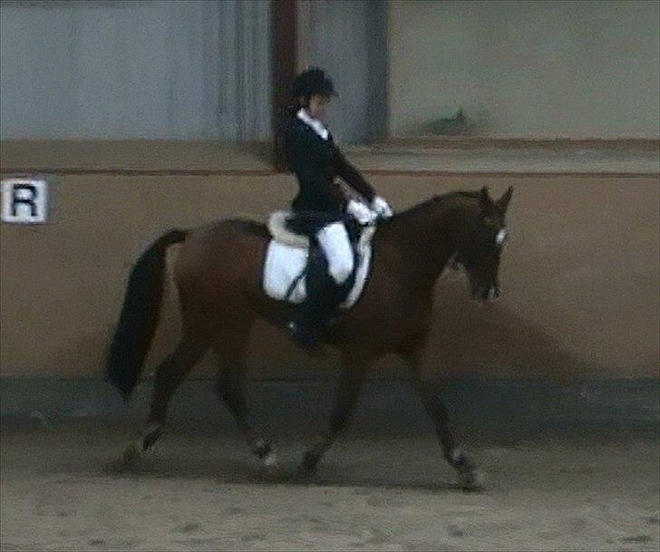 Tysk Sportspony Baron <3 solgt - LB1:D Første stævne på ham :D vi vandt med 65,71% <3 :D (Foto: dårlig kvalitet, da billedet er taget ud fra en video) billede 6