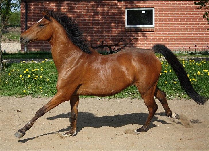 Tysk Sportspony Baron <3 solgt - (Fotograf Mig :D ) billede 7