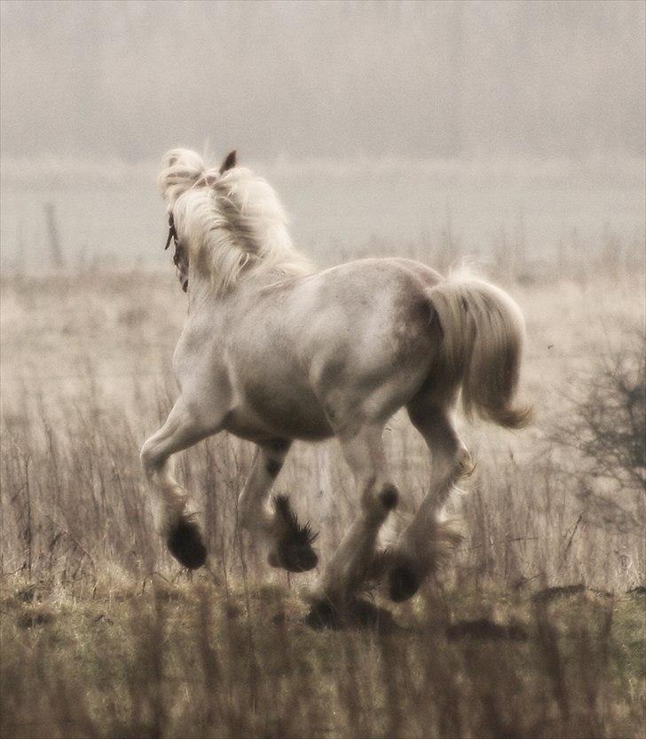 Irish Cob Johnatan billede 13