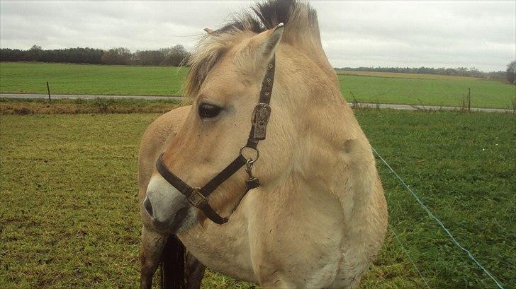 Fjordhest Musse R.I.P billede 3