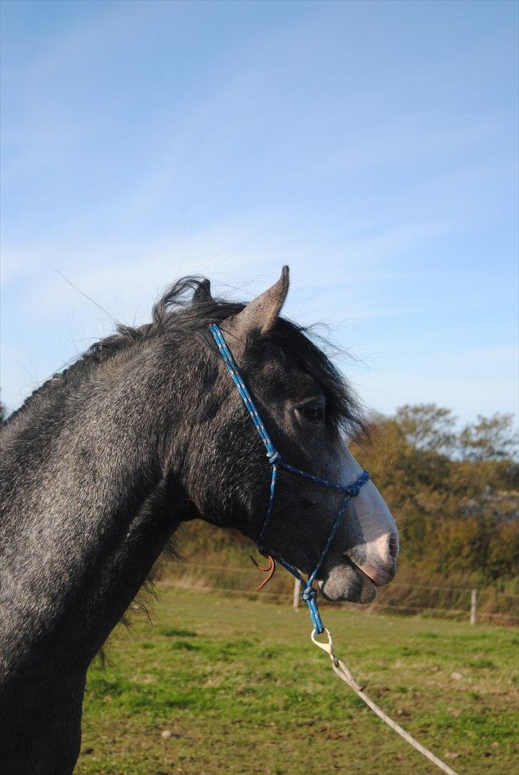 Anden særlig race Rolighedens Caruzo  - 13# Han kan se sine venner, ville han mon trænes. Foto: Jeanett billede 13